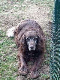 Sorties sur parcours des Chiens